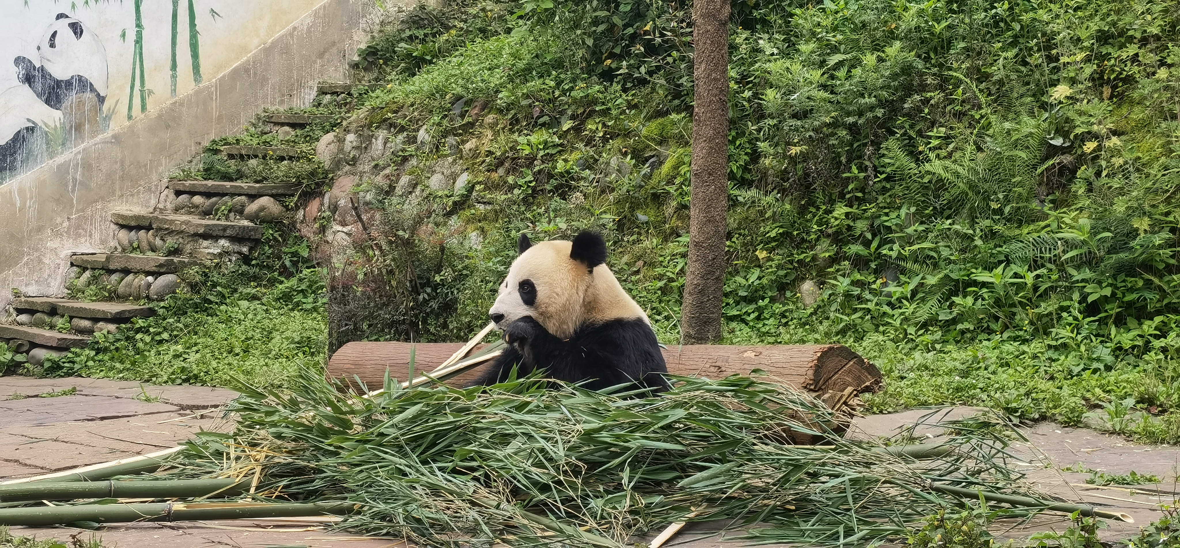 熊貓2.jpg